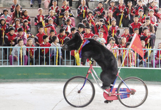 马戏团  狗熊骑单车(图1)